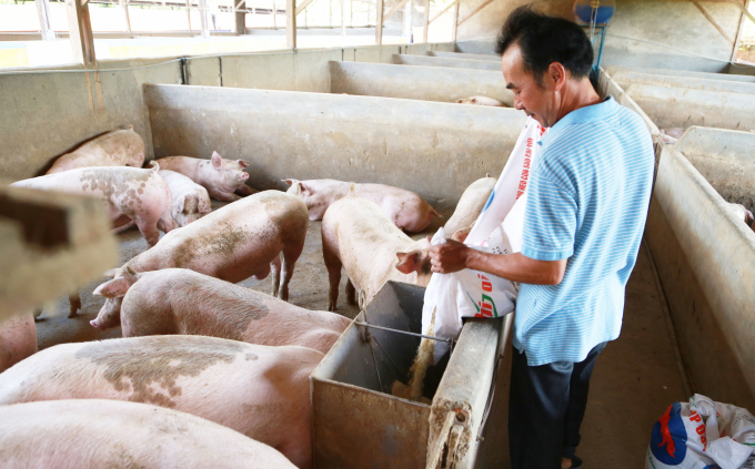 Vietnamese livestock is still less competitive due to its dependence on imported feed materials. Photo: VC.