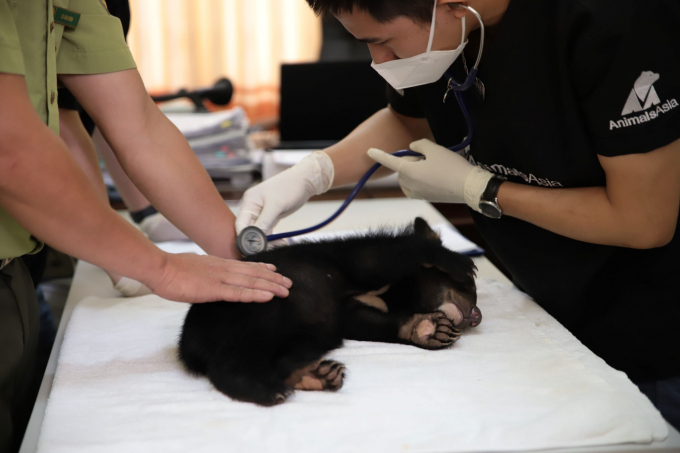 Bác sỹ thú y Lê Thái khám, kiểm tra sức khỏe gấu.