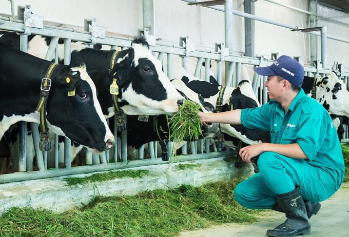 Nhiều trang trại chăn nuôi bò sữa được xây dựng, phát triển theo quy mô lớn thời gian qua.