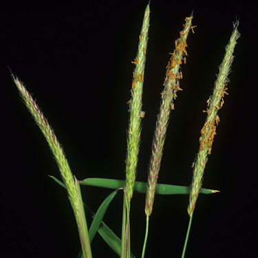 Phần lớn hạt cỏ đen tồn tại trong đất đến hai năm, và lây lan nghiêm trọng trên các cánh đồng lúa mì mùa, lúa mạch và đậu. Ảnh: Getty