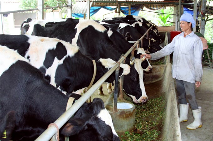 Để chăn nuôi bò sữa đạt hiệu quả, người dân được khuyến khích nuôi bò với số lượng lớn, tối thiểu 10 con/hộ. 