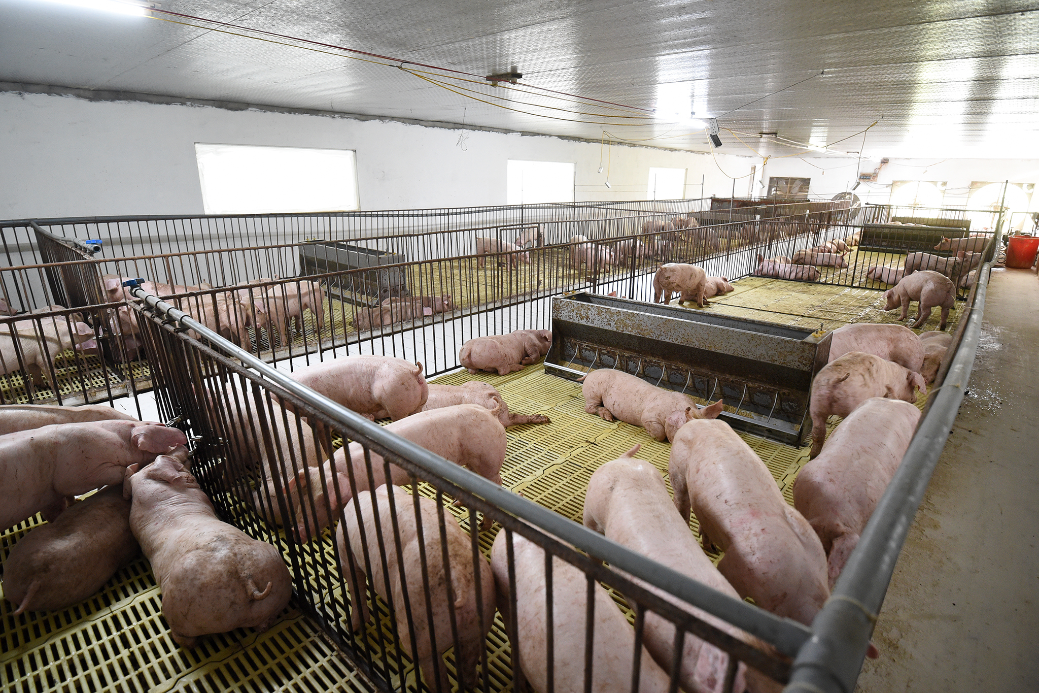 Vacxin dịch tả lợn châu Phi NAVET-ASFVAC của Công ty Navetco sẽ giúp ngành chăn nuôi đối phó hiệu quả hơn với dịch bệnh này. Ảnh: Tùng Đinh.
