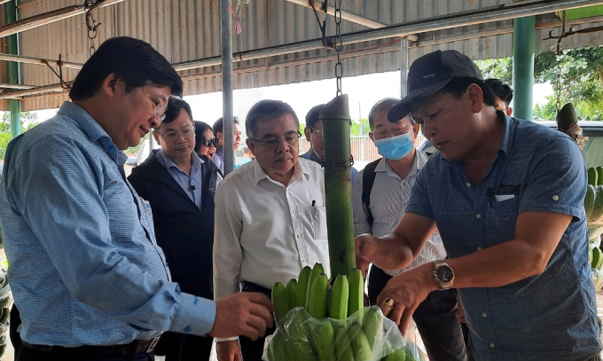 Lãnh đạo Trường Đại học Nông Lâm tham quan trang trại trồng chuối của Tập đoàn HAGL.