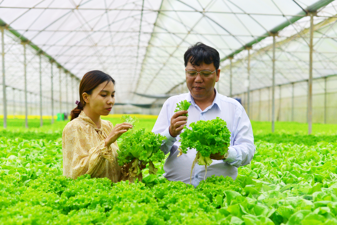Dr. Ngo Xuan Nam, Deputy Director of Vietnam SPS Office trying clean vegetables in Truong Phuc Farm Company Limited’s hydroponic vegetable garden. Photo: Minh Hau.