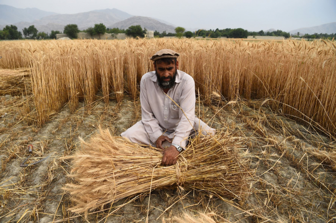 A wheat farmer in Afghanistan.