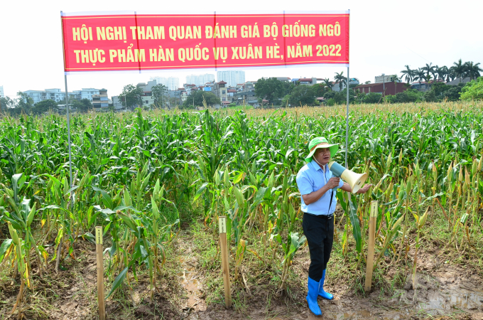 Experimental fields of Vietnamese and Korean glutinous maize varieties. Photo: Duong Dinh Tuong.