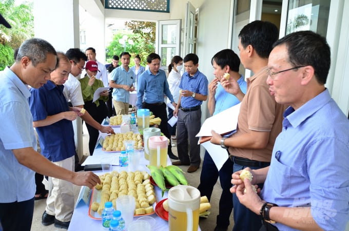 Taste test of boiled glutinous maize of Korean and Vietnamese varieties. Photo: Duong Dinh Tuong.