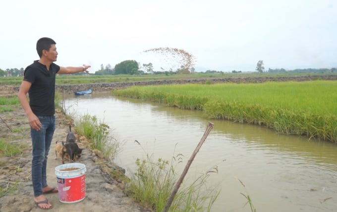Mô hình lúa cá do Trung tâm Khuyến nông- KN Quảng Bình thực hiện mang lại thu nhập cao cho người nông dân. Ảnh: T.P