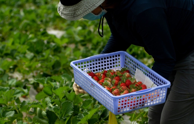 Harvest Hana strawberries at Max Organic. Photo: Organica.