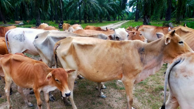 Foot and mouth disease (FMD) is a highly contagious viral disease of livestock. Photo: Abdurrahman Wahid