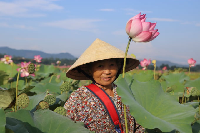 Vừa buộc túi vào người, bà Kiều Thị Hương (70 tuổi), trú thôn Thanh Châu cho biết, gia đình bà có 1 sào ruộng chuyển sang trồng sen khoảng 3 năm nay.