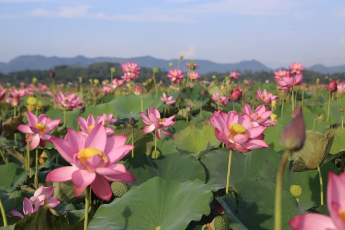 Theo người dân Thanh Châu, hoa sen bắt đầu nở từ tháng 2 đến tháng 7, vào vụ thu hoạch đài sen từ tháng 5 đến tháng 8.