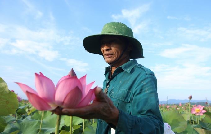 Ông Trương Công Bình, cùng trú thôn Thanh Châu cũng khẳng định, từ khi chuyển từ trồng lúa sang trồng sen người dân có thêm thu nhập để trang trải cuộc sống. Mỗi mùa như vậy hộ ít cũng kiếm được từ 4 - 7 triệu đồng, cũng có hộ thu hàng chục triệu nhờ trồng sen.