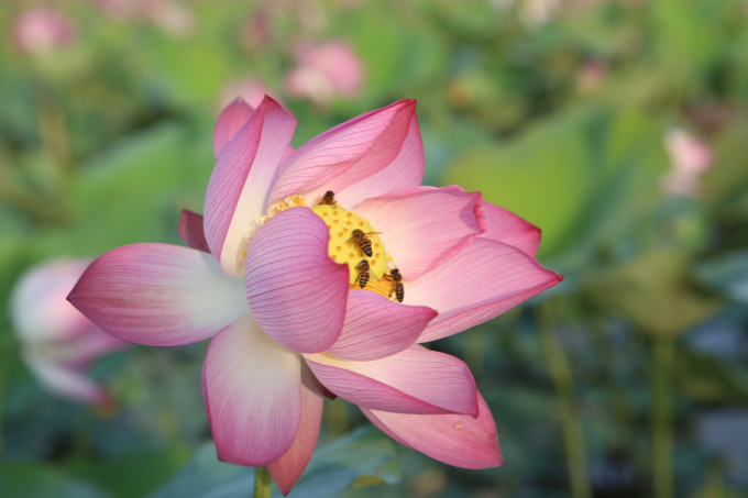Những bông hoa sen nở khoảng 2 ngày sắp tàn nhưng vẫn thu hút loài ong đến tìm mật.