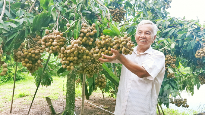 New varieties of longan for super fruit, on average each bunch of longan weighs from 3 to 4 kg. Photo: Kim Anh.