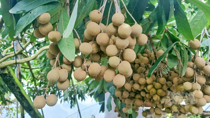 Nguyen Van Phuc succeeded in grafting the super-fruit longan. Photo: Kim Anh.