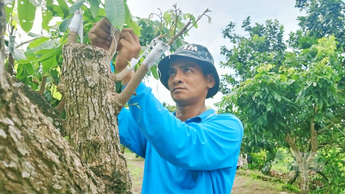 Trong năm 2022, ông Nguyễn Văn Phúc lên kế hoạch ghép 1.250 cây nhãn siêu trái. Ảnh: Kim Anh.