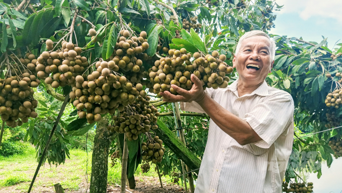 The super fruit longan variety will be developed throughout the country, Phuc said. Photo: Kim Anh.