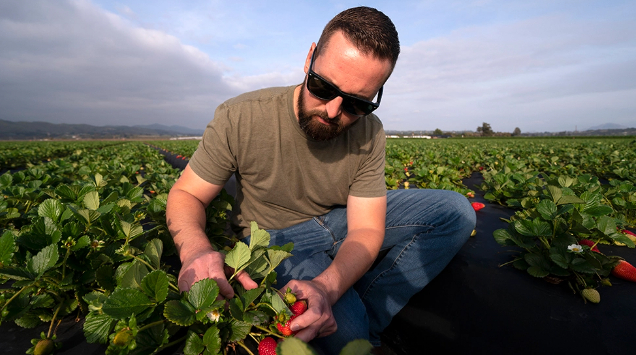 William Terry, of Terry Farms, looks at strawberries at his farm Thursday, March 31, 2022, in Oxnard, Calif. Photo: AP