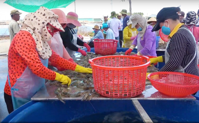 Shrimp harvested  in Ba Ria - Vung Tau province. Photo: Thanh Son.