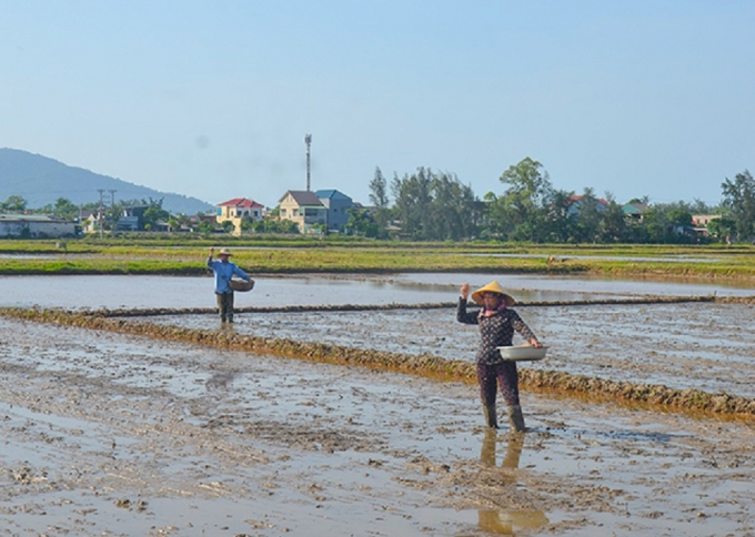 Dù nông dân 'vắt chân lên cổ' để đẩy nhanh tiến độ song nguy cơ gặp mưa lũ vào cuối vụ rất cao.