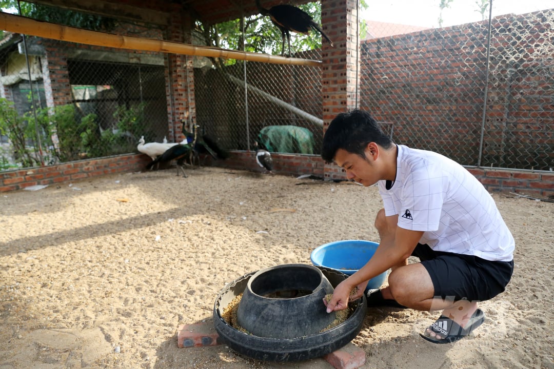 According to Phuong, raising peacocks is not too complicated if the farmers follow certain processes. Photo: Dieu Vy.
