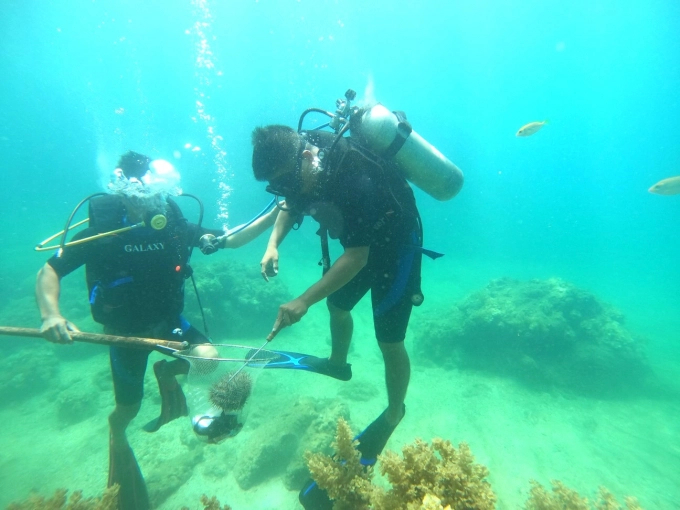 The coral protection group in Nhon Hai commune captures crown-of-thorns starfish to protect corals. Photo: A.T. 