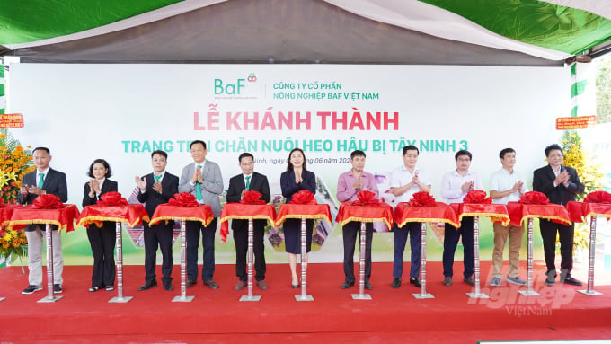 Ban Lãnh đạo Công ty BaF thực hiện nghi thức cắt băng khánh thành trang trại chăn nuôi heo hậu bị Tây Ninh 3. Ảnh: KL.