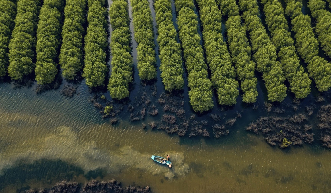 Rừng ngập mặn có khả năng hấp thụ carbon cao gấp 4 - 10 lần so với rừng trên cạn. Ảnh: TL.
