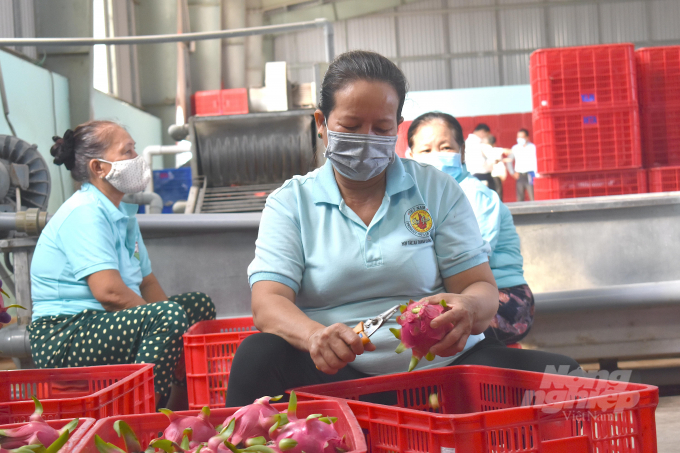 The Chinese market consumes the majority of Vietnamese dragon fruit. Photo: Minh Dam.
