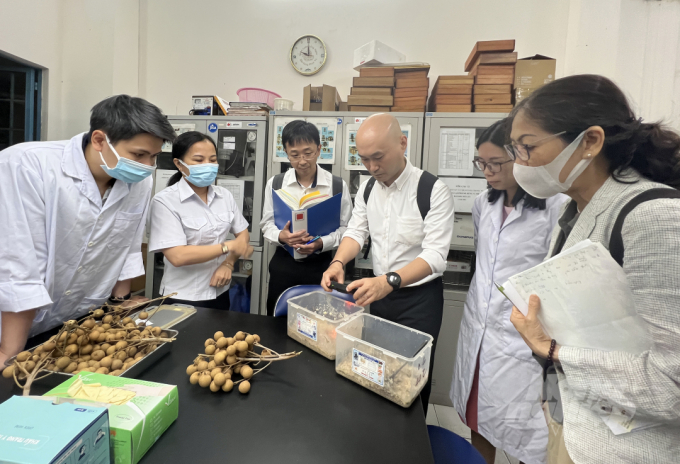 Japanese experts examining the source of experimental flies. Photo: Nguyen Thuy.