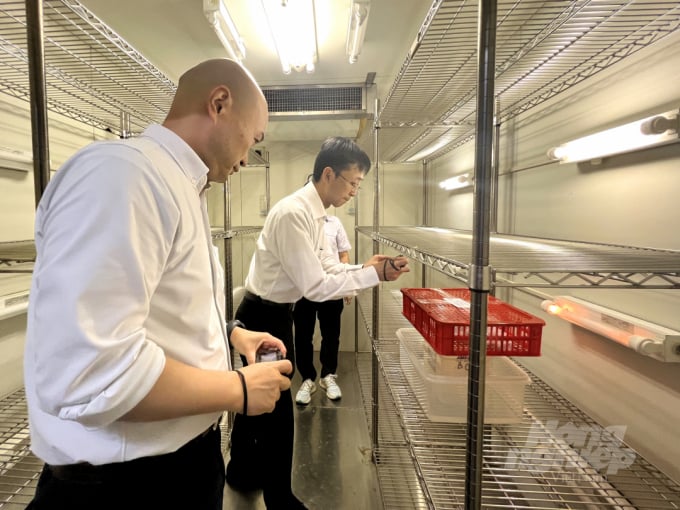 Japanese experts examining longans processed using cold treatment. Photo: Nguyen Thuy.