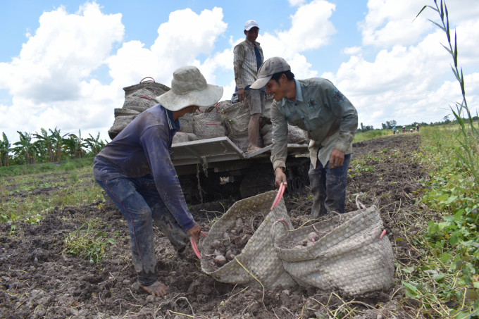 The current price of Japanese purple sweet potatoes is only 100,000 VND/quintal. As a result, potato growers lose over 50% of their investment costs. Photo: Minh Dam.
