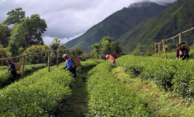Many tea-producing areas in Lai Chau meet the VietGAP standards.