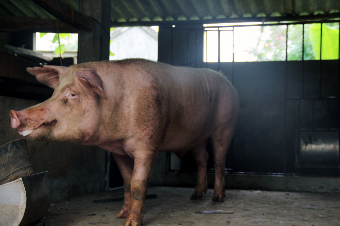 Số cơ sở chăn nuôi lợn đực giống và số lợn đực giống trên địa bàn tỉnh Quảng Trị giảm so với năm 2021. Ảnh: Võ Dũng.