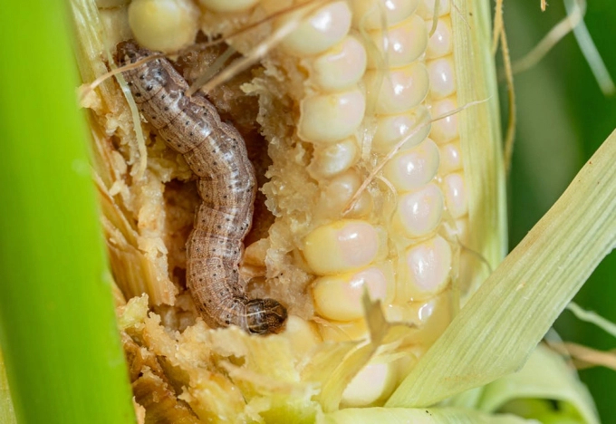 Pesticides are highly effective in preventing Fall Armyworm at the age of 1-2. Photo: TL.
