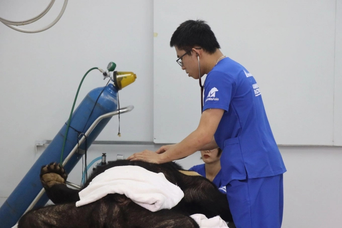 The moon bear individual named Anh Trang is in good condition. Photo: AAF.