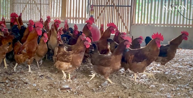 Một trang trại gà thuộc Hiệp hội chăn nuôi gia cầm Lampang. Ảnh: The Nation