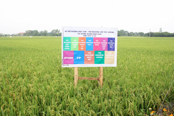 The rice areas cultivated following the IPHM model grew and developed exceptionally well, the amount of seed used decreased by 30%, amount of pesticides decreased by 25%, amount of nitrogen decreased by 30%. Photo: Trung Quan.