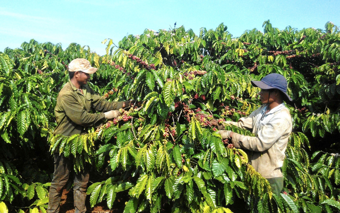 K COFFEE owns a coffee growing area that meets European standards.