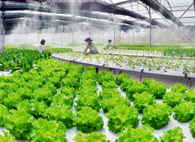 Mô hình nông nghiệp thông minh ứng dụng công nghệ cao trong trồng rau thủy canh và tưới tự động tại Việt Nam.