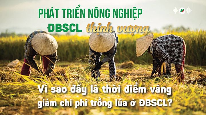 Phát triển nông nghiệp ĐBSCL: Đây là thời điểm vàng giảm chi phí trồng lúa ở ĐBSCL?