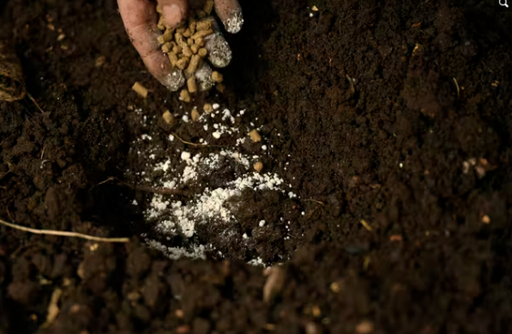 A farmer spreads two types of organic fertilizers – bone meal pellets and rock phosphate – before planting spinach in Golden, Colo. 