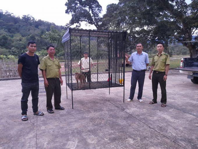 Cá thể khỉ đôi lợn đã được bàn giao cho Vườn Quốc gia Kon Ka Kinh.