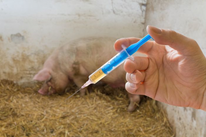 Ứng cử viên vacxin tả lợn Châu Phi hứa hẹn có hiệu lực tốt. Ảnh: feedstrategy