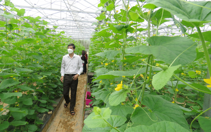 Từ mô hình đầu tư của Trung tâm Khuyến nông- KN Quảng Bình, sẽ có nhiều mô hình áp dụng công nghệ cao vào sản xuất nông nghiệp. Ảnh: T.P