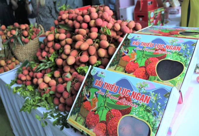 Bac Giang's lychee production this year is expected to reach 180,000 tons this year. Photo: Pham Hieu.