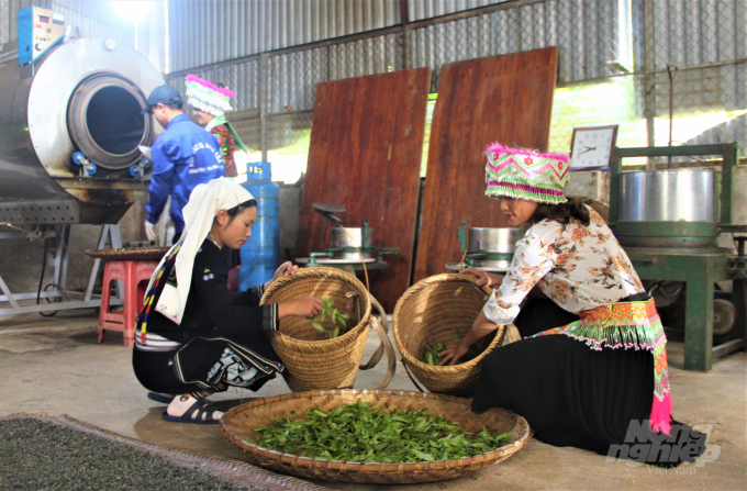 The development of organic agricultural production in Tuyen Quang province is still in the early stages, with many difficulties. Photo: Dao Thanh.