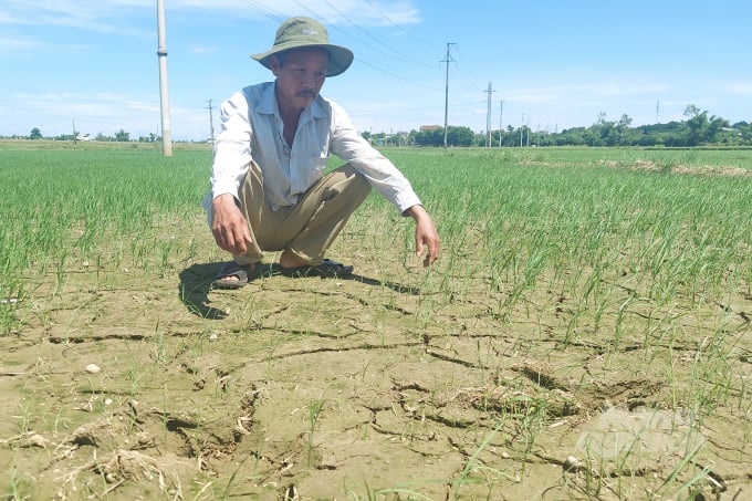 1,5 ha lúa của ông Võ Văn Giáo tại xã Vĩnh Hòa, huyện Vĩnh Linh bị chết với tỷ lệ 45 - 50% sau khi sử dụng thuốc trừ cỏ Sofigold 271W. Ảnh: Võ Dũng.