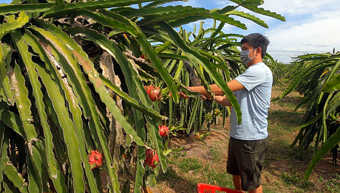 Hàng nghìn hecta thanh long bị phá bỏ ở Bình Thuận hồi đầu năm 2022, khi giá của nông sản này xuống thấp.